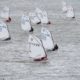 NDC Voile Angers – Ecole de Voile – Centre nautique – FFV – EFV – Lac de Maine – Maine et Loire – Pays de la Loire – 49 – loisir - Activités – divertissement – quoi faire – sport – nautisme – aquatique – bateau – voilier – PAVOA – base nautique